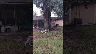 This Dog Climbs Up Her Backyard Trees Every Single Day shorts [upl. by Laved]