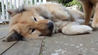 Carve Canem Eurasier Morning play [upl. by Tiffany]