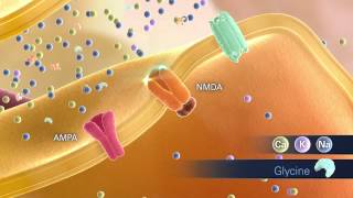 Glutamate Animation Scene02 NMDA Activation 072312 [upl. by Dinan66]