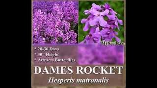 Dames Rocket Seed Queen’s Gilliflower  Hesperis matronalis FLOWER SEEDS on wwwMySeedsCo [upl. by Eivla]