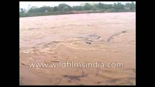 Andhra Pradesh floods The anger of Godavari river [upl. by Fonseca988]