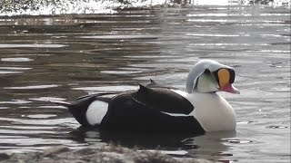 My birding trip to Svalbard Spitsbergen and Lapland [upl. by Fryd]