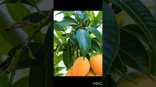 mango pink mango  Village farming videos in india [upl. by Trudnak]