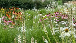 Sonnenhut Pflanze  Echinacea  mit diesem Trick habt ihr länger tolle Blüten im Garten [upl. by Xam]