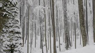 Relaxing Snowfall 2 Hours  Sound of Light Wind Breeze and Falling Snow in Forest [upl. by Reamy]