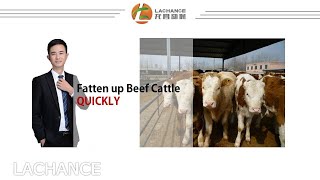 Improve Beef Cattle Weight Gain  How do you fatten up beef cattle SAFELY in a short time？ [upl. by Asyal]