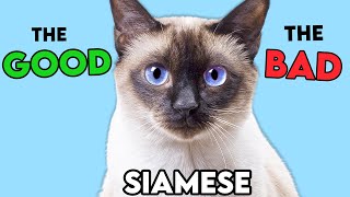 SIAMESE Cat PROS and CONS MUSTKNOW [upl. by Reamy491]