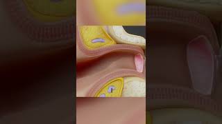 Eardrum ear biology medical anatomy [upl. by Nirihs]