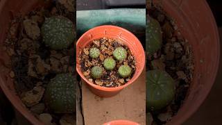 🌵Astrophytum Asterias From Seeds  Cactus Collection 1 Year 3 Months Old 2024 Growth Update [upl. by Danielle]