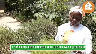 Le Jardin agroécologique dArtemisia à AbomeyCalaviBénin [upl. by Ednarb]