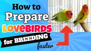 How To Prepare Lovebirds For Successful Breeding  TIPS TO BREED AFRICAN LOVE BIRDS FASTER [upl. by Kilk903]