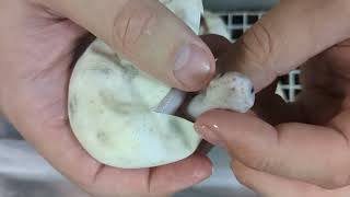 Ball Python Egg Cutting But Tragedy Strikes Some Images May Be Disturbing [upl. by Atrim]