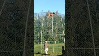 training Belgian malinois climbs more then 20feet [upl. by Sewoll]