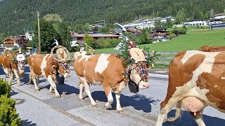 Almabtrieb in Maurach am Achensee Tirol [upl. by Sotos]