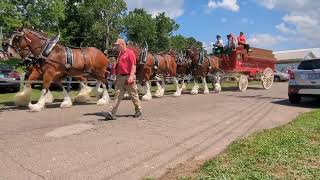 Budweiser Clydesdales at the Muskingum County Fairgrounds in Zanesville Ohio on July 18 2024 [upl. by Nautna]