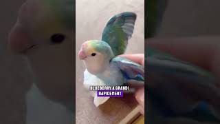 La Touchante Histoire de Blueberry  Le Perroquet et sa Seconde Maman perosotan animaux shorts [upl. by Nnarual]