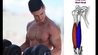 QTT 4  Best Biceps Exercise for Bigger Peaks Long Head [upl. by Felder]