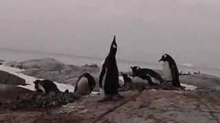 Gentoo Penguins Honking [upl. by Alverta554]