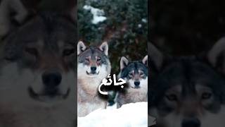 ذئب الاحترام كلاممنذهب اكسبلور النصيحة اكسبلورexplore [upl. by Derrek369]