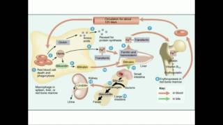 Heme Catabolism to Urobilin and Stercobilin [upl. by Ruamaj]