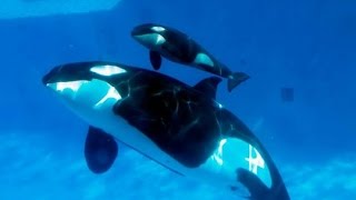 Amazing Orca Killer Whales In The Wild Wild Ocean Documentary [upl. by Zoa]