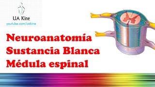 Neurologia Sustancia Blanca Médula Espinal [upl. by Titania897]