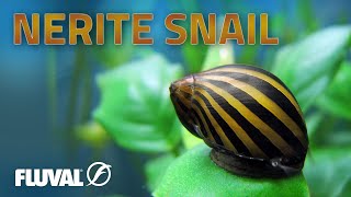 Species Spotlight  Nerite Snail [upl. by Suiratnod]