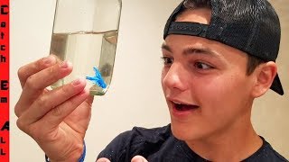 PAUL CUFFARO Secret NEW MICROSCOPIC PET Fish Gift and HOUSE TOUR [upl. by Odlaumor]