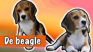 IK WIL EEN BEAGLE  DierenpraatTV [upl. by Kcinnay]