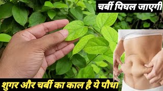 असली मधुनाशिनी की पहचान और इसके चमत्कारी फायदे Gymnema sylvestre [upl. by Torp]