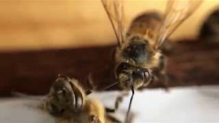 Kalamunda Bee Relocation [upl. by Ttreve174]