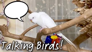 Teaching Parrots to Talk  Talking Budgie Compilation  Conure Says His Name on Cue [upl. by Gaudet]