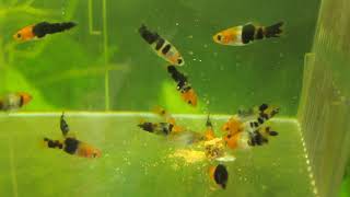 Swordtail Fry  week 3 [upl. by Creigh257]