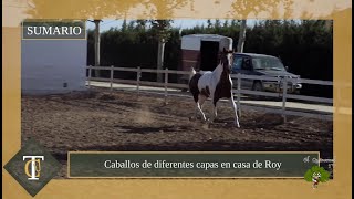 Ruta de caballos y carruajes por los viñedos de Jerez [upl. by Ajiam843]