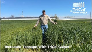 Valor™ Barley compared to Gainer ™Triticale [upl. by Cychosz871]