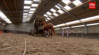 Emiel Voest Paarden beleren met 70 minder stress [upl. by Rhonda]