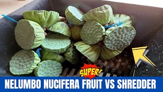 Nelumbo Nucifera Fruit vs Shredder  Oddly Satisfying Videos [upl. by Curley]