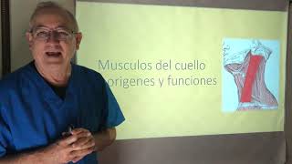 Músculatura del cuello o cervical Clasificaciones Origen función e inervacion La Torticolis [upl. by Marcellus900]