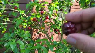 Black Suriname cherry Eugenia Uniflora Delicious productive Must grow GrowFood [upl. by Donelle]