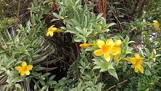 Yellow Bell as a Medicinal Plant  nieths307 [upl. by Corron]