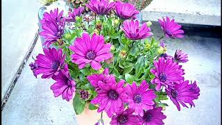 African Daisy Osteospermum ecklonis  Container Gardening [upl. by Yahsal]