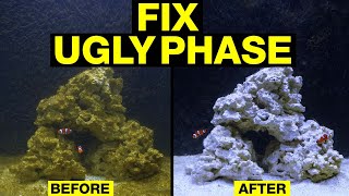 Top 10 Fixes to Turn the Nasty Brown Stage of Your Saltwater Tank Cycle Around [upl. by Keri]