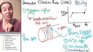 Nephron 7 Myogenic control GFR [upl. by Ettenahc802]