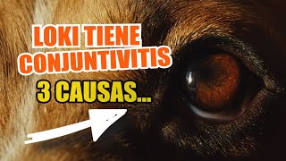 👀¿QUÉ Causa La CONJUNTIVITIS en PERROS 🐶3 Principales Razones [upl. by Mccormac]