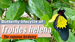 Butterfly lifecycle of Troides Helena  common Birdwing  Troides butterfly nature conservation [upl. by Shelli]