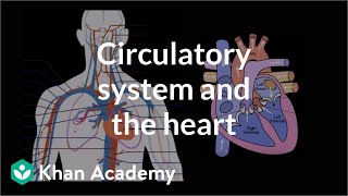 Circulatory system and the heart  Human anatomy and physiology  Health amp Medicine  Khan Academy [upl. by Giorgia]