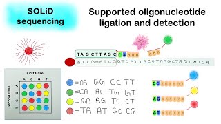 SOLID sequencing  Supported oligonucleotide ligation and detection [upl. by Ailema903]