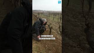 🍇 quotOn a une obligation de savoir se débrouiller un minimum pour être plus libresquot • FRANCE 24 [upl. by Tilagram]