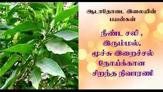 Aadu Thoda Ilai Uses in Tamil  ஆடாதோடை இலையின் மருத்துவ பயன்கள் [upl. by Anne-Marie293]