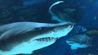 Tropicarium Budapest Shark [upl. by Neville]